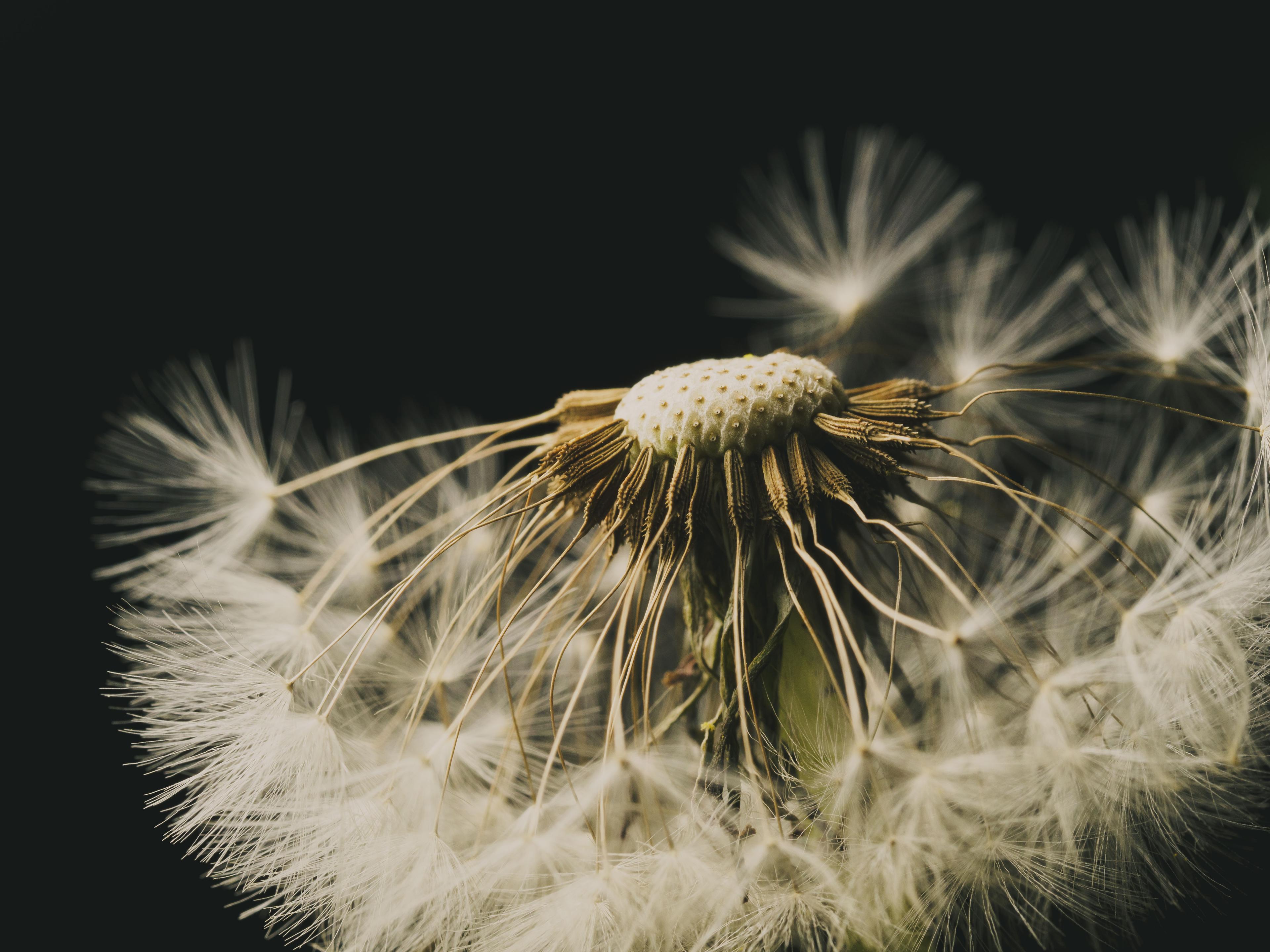 Macro photo of dandelion seeds