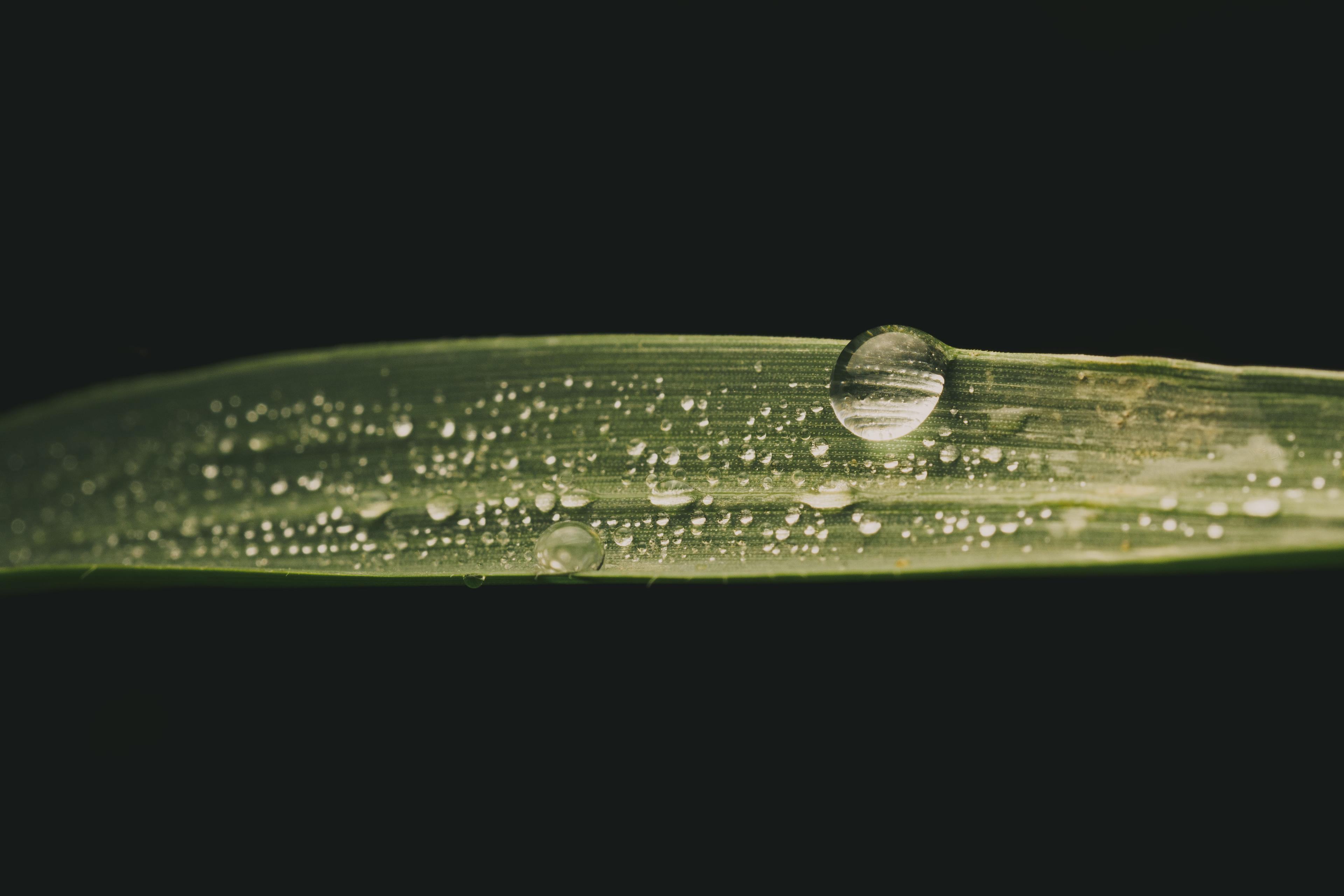 Macro photo of water droplet on grass