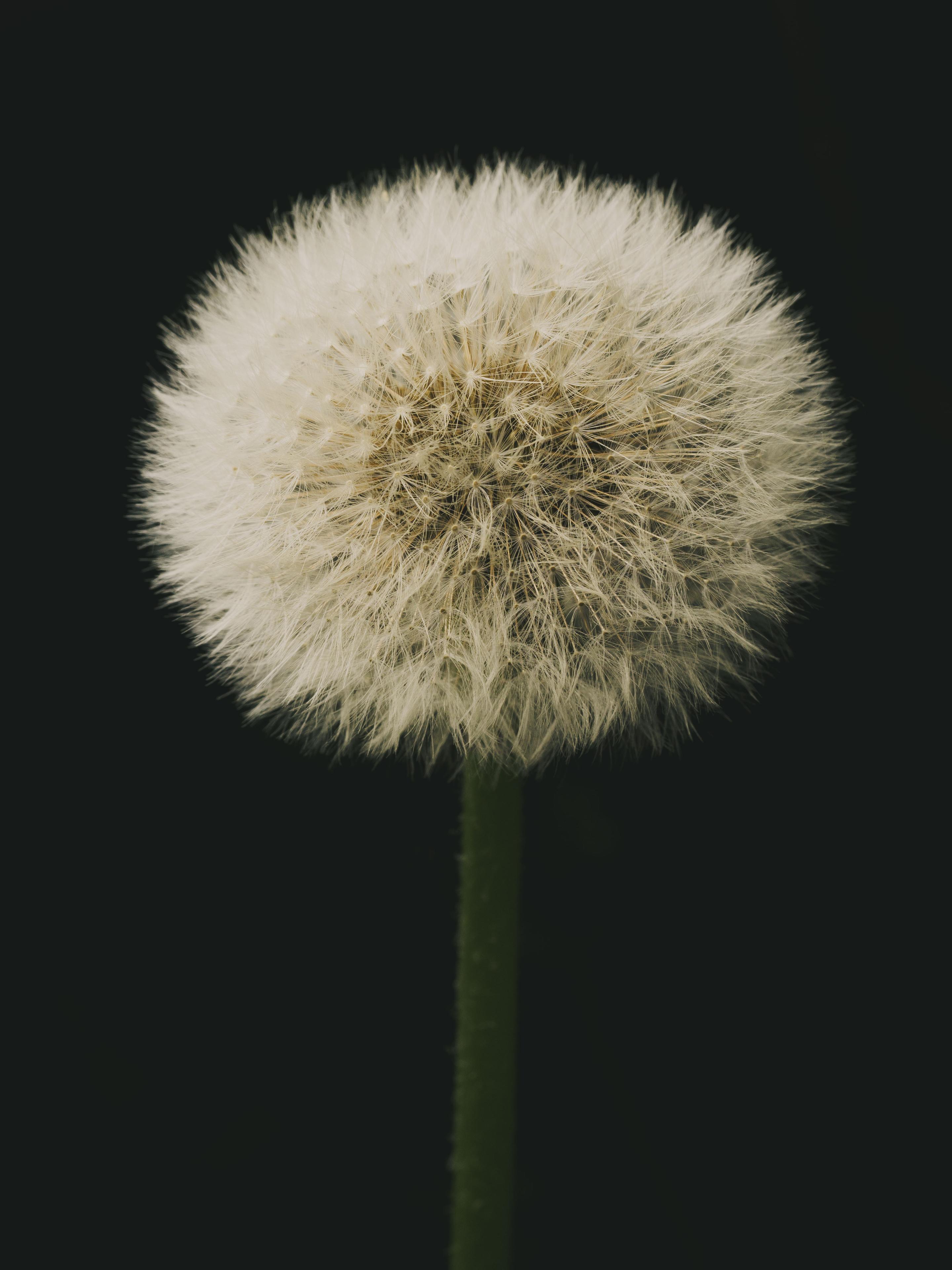 Macro photo of a dandelion