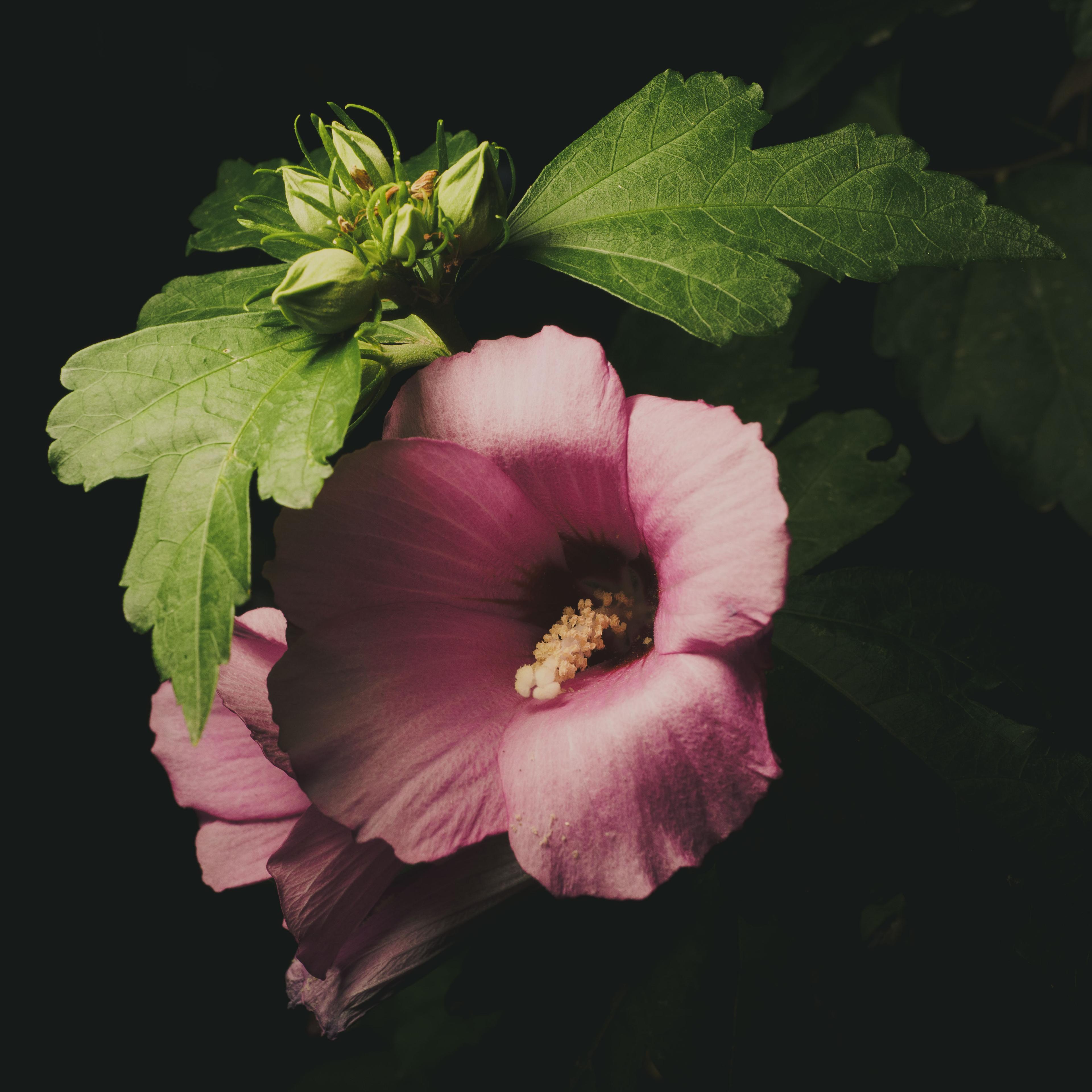 Macro photo of hibiscus