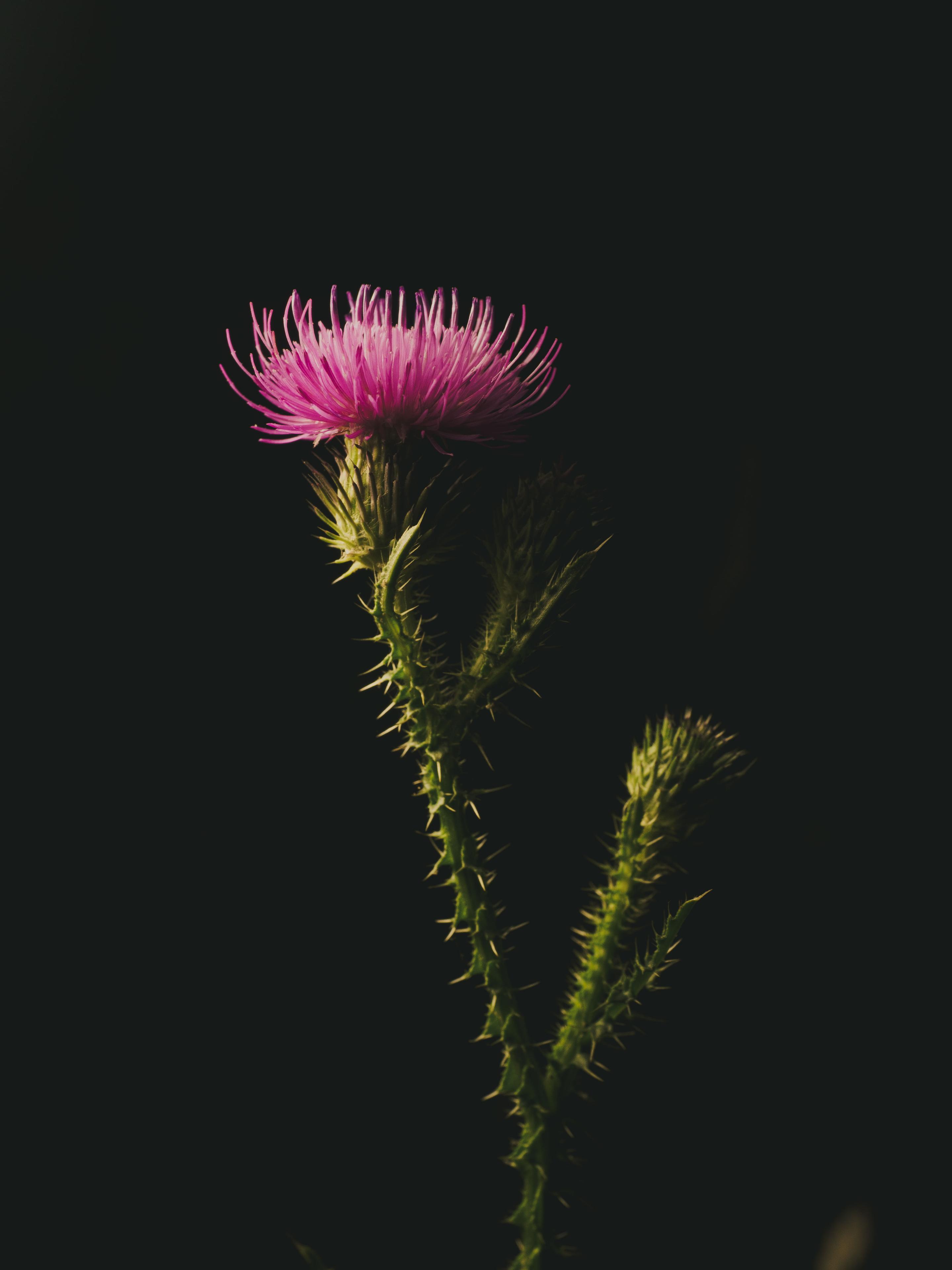 Macro photo of a thistle flower