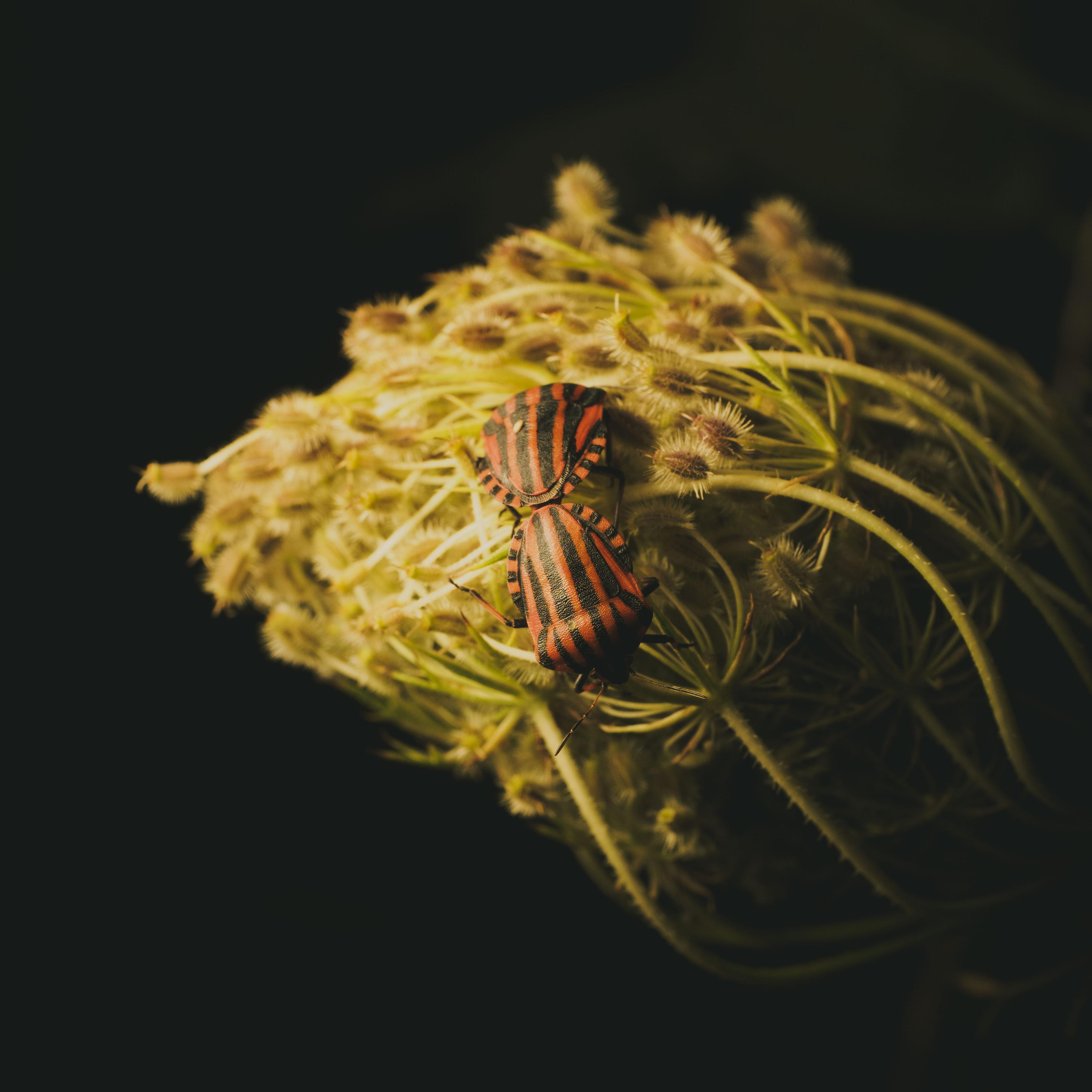 Macro photo of a pair of shield bugs mating on top of the wild carrot flowers