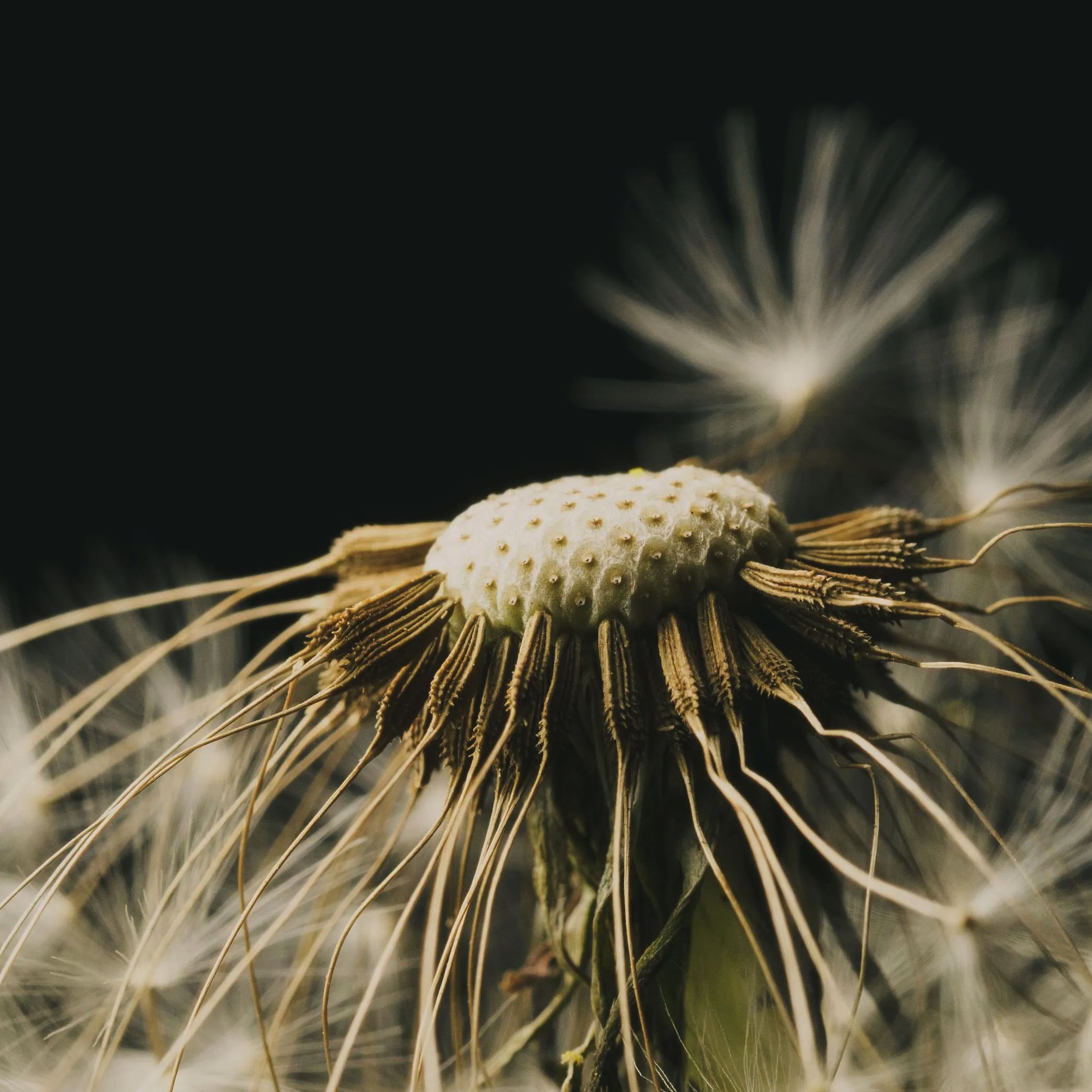 Detail from the Dandelion seeds photograph