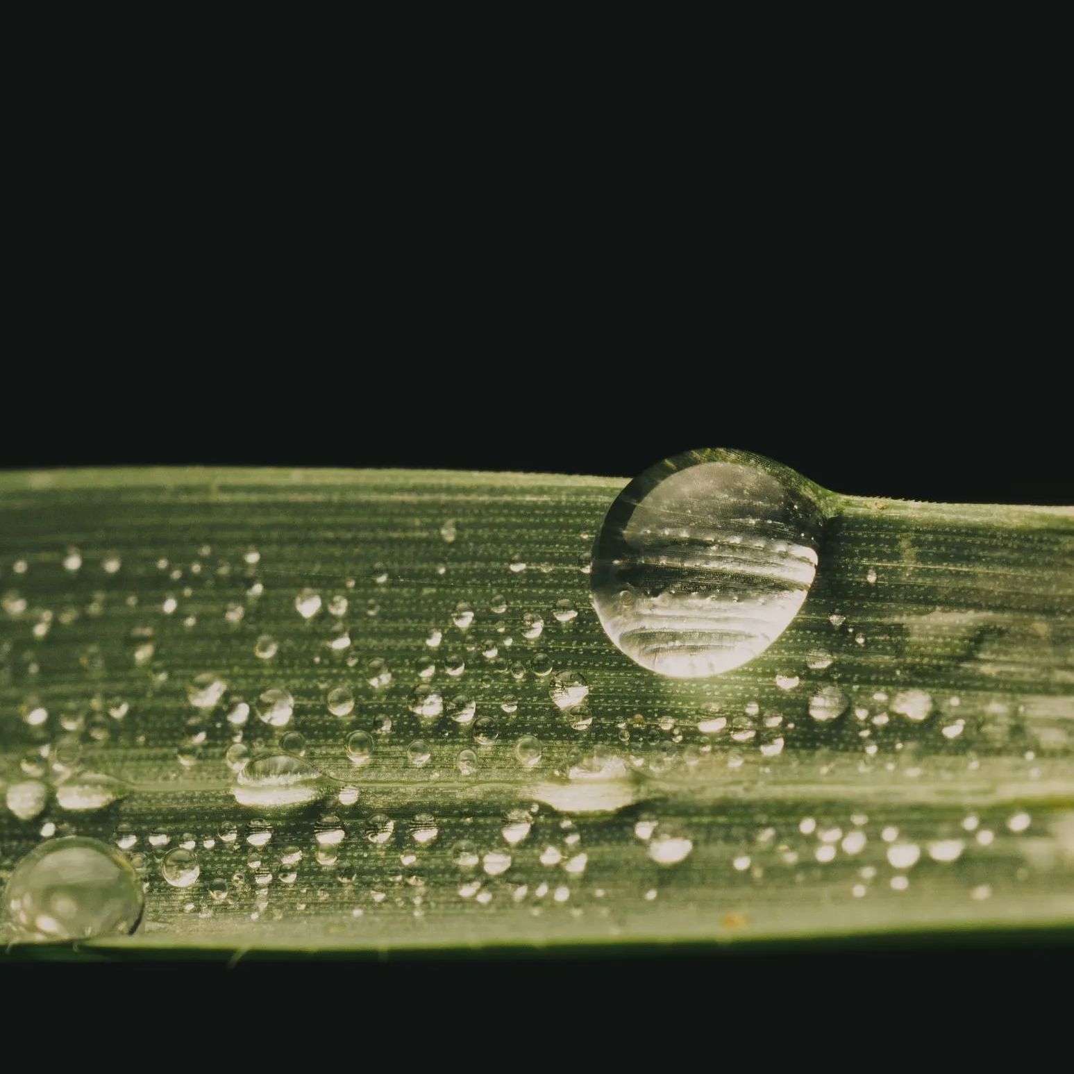 Detail from the Water droplet on grass photograph