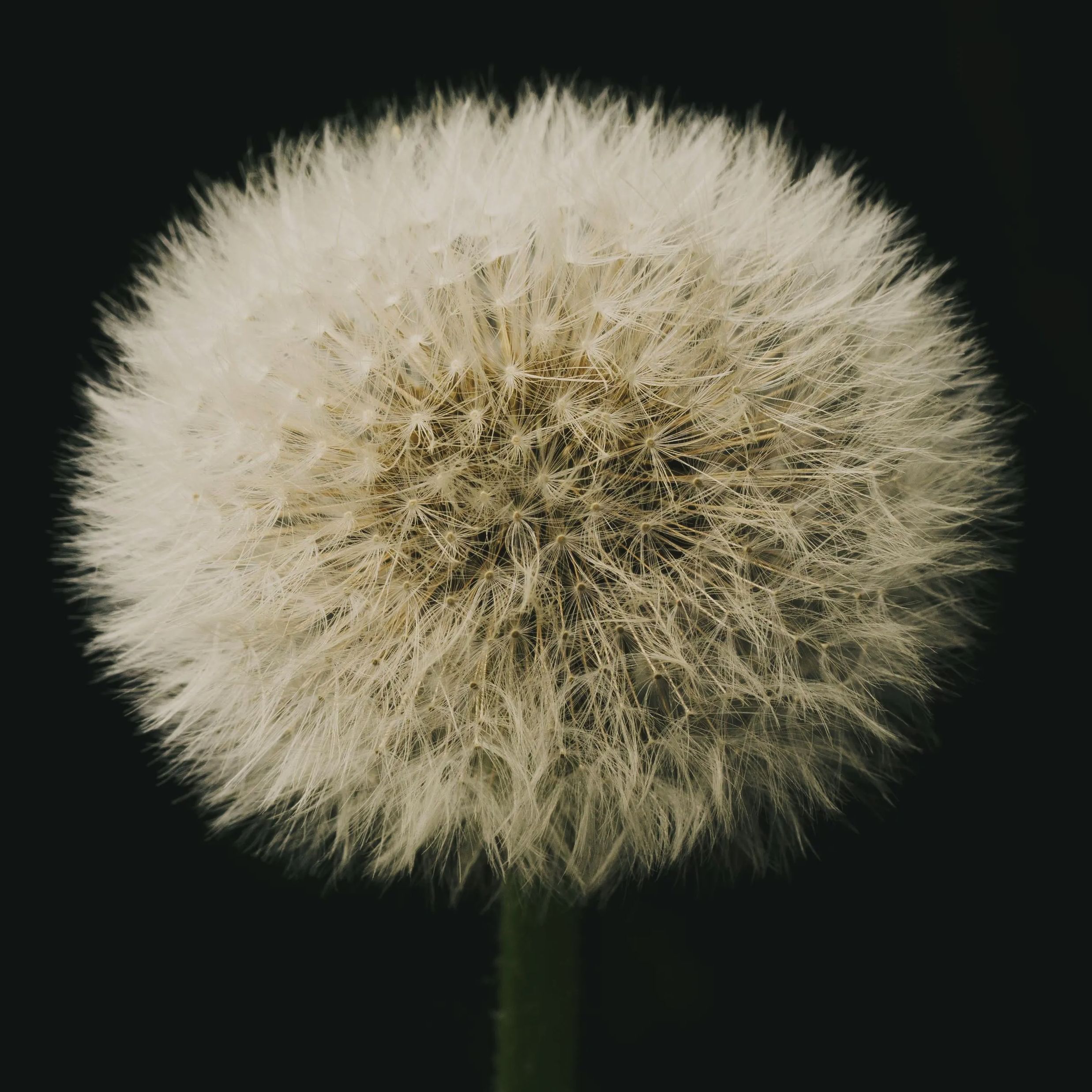 Detail from the Dandelion photograph