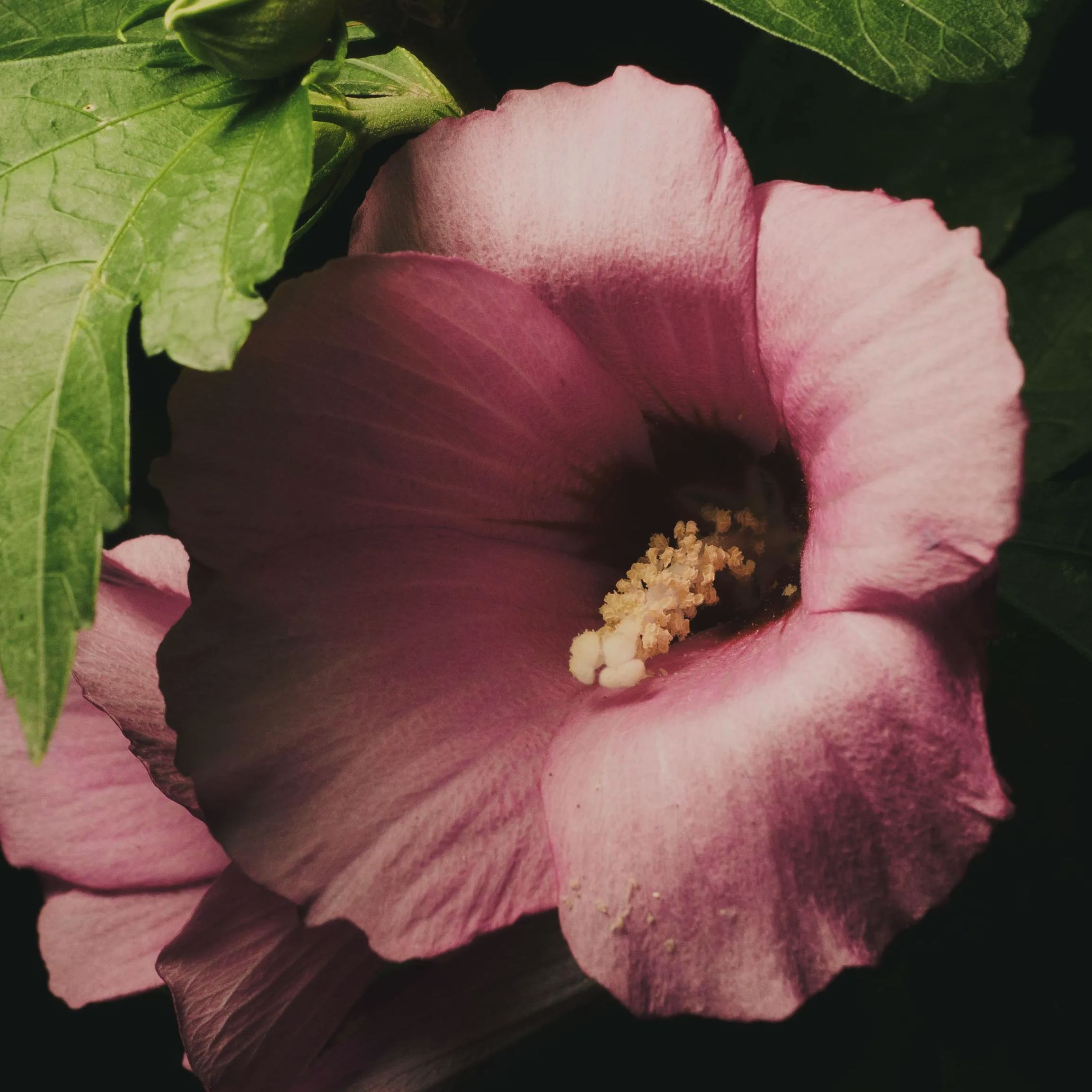 Detail from the Hibiscus photograph