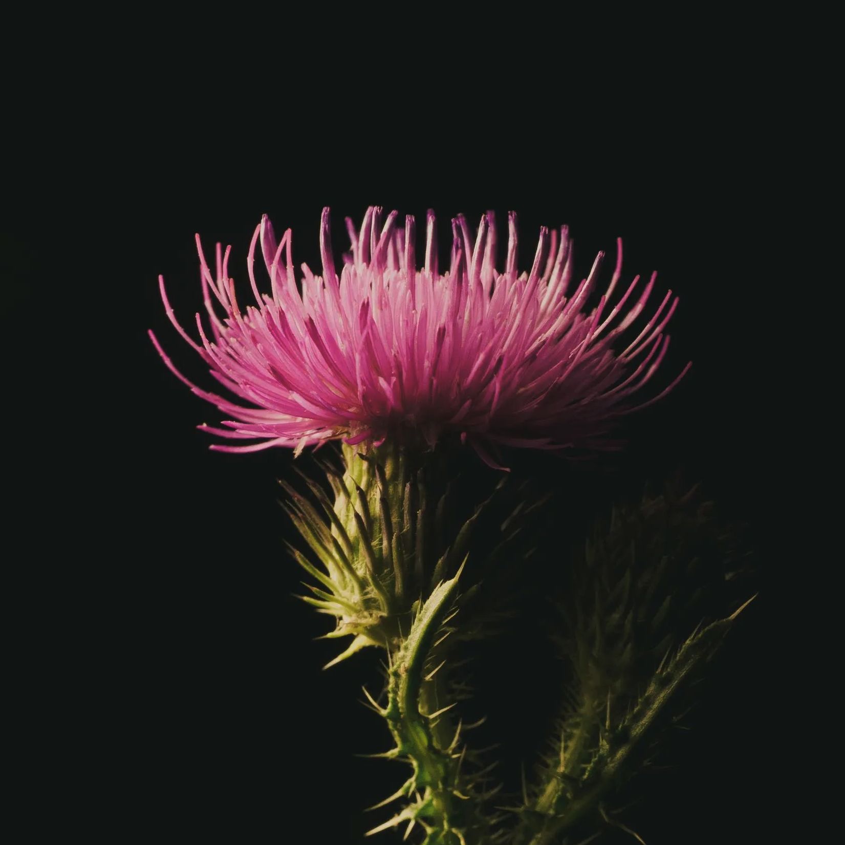 Detail from the Thistle flower photograph