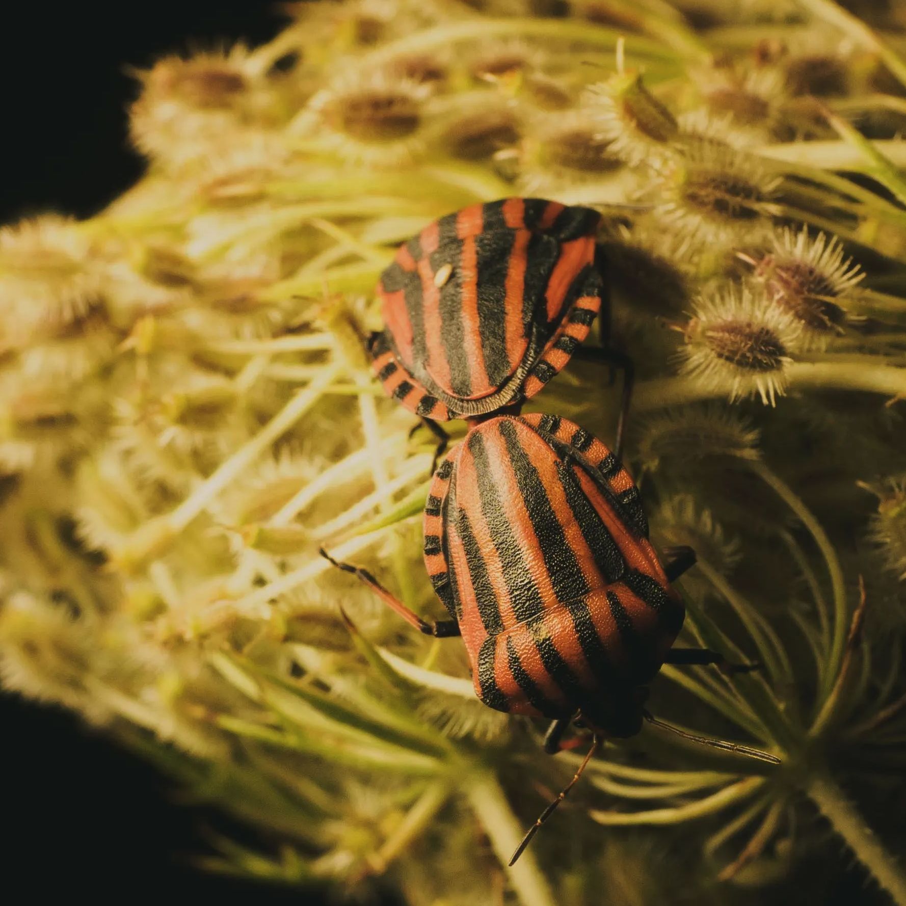 Detail from the Lover shield bugs photograph